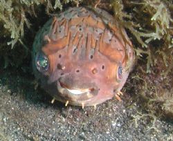 Lembeh Puffer by Dale Treadway 
